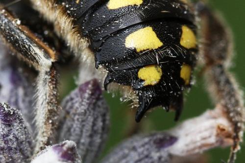 Anthidium septemspinosum